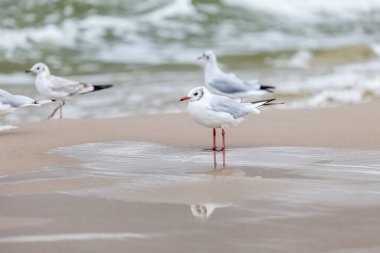 Baltık Denizi 'ndeki doğal ortamda güzel bir martı.