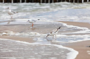 Baltık Denizi 'ndeki doğal ortamda güzel bir martı.