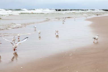 Baltık Denizi 'ndeki doğal ortamda güzel bir martı.