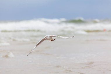 Baltık Denizi 'ndeki doğal ortamda güzel bir martı.