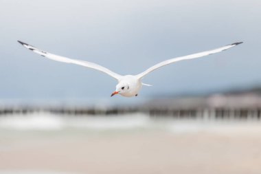 Baltık Denizi 'ndeki doğal ortamda güzel bir martı.