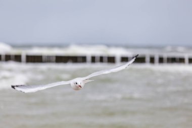 Baltık Denizi 'ndeki doğal ortamda güzel bir martı.