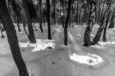 Korkunç kış ormanının güzel manzarası..
