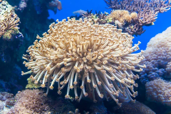 サンゴ礁の素晴らしい景色 — ストック写真