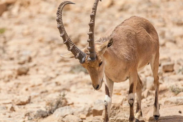 Vista Cabra Núbia Ibex — Fotografia de Stock