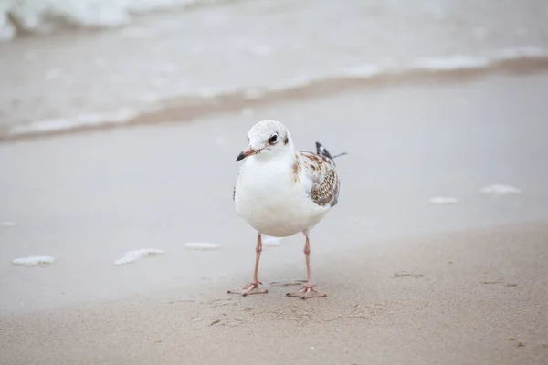 バルト海の自然環境の中で美しいカモメ — ストック写真