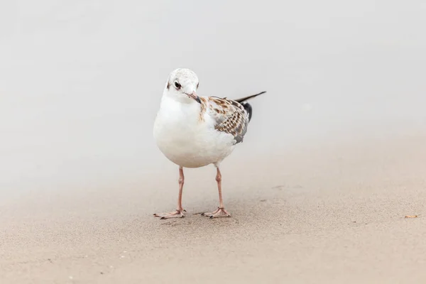 Vackra Fiskmåsar Den Naturliga Miljön Vid Östersjön — Stockfoto