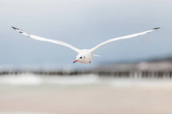 Belle Mouette Dans Environnement Naturel Mer Baltique — Photo