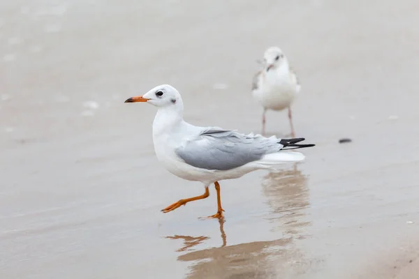 Bellissimo Gabbiano Nell Ambiente Naturale Sul Mar Baltico — Foto Stock