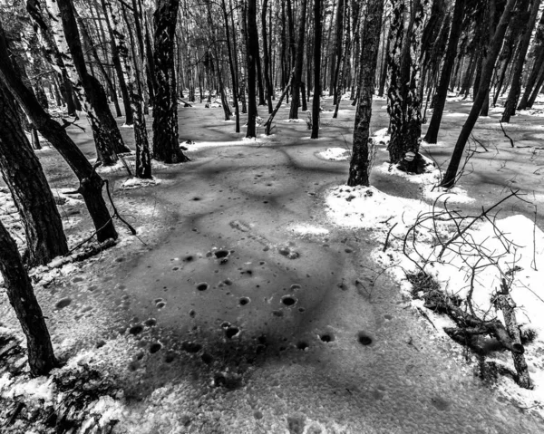 Belle Vue Sur Terrible Forêt Hiver — Photo