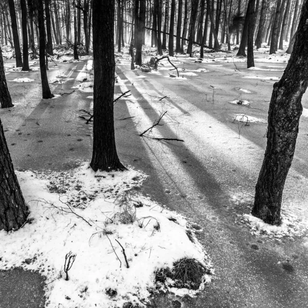Korkunç Kış Ormanının Güzel Manzarası — Stok fotoğraf