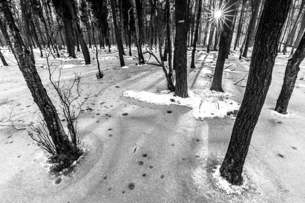 Гарний Вид Жахливий Зимовий Ліс — стокове фото