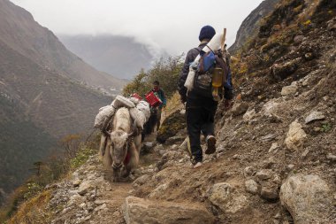 PORTSE THANGA, NEPAL - CRCA ECTOBER 2013: yak, Ekim 2013 'te Phortse Thanga' da süt ve yün veren hariç yük hayvanlarıdır..