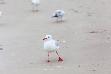 Baltık Denizi 'ndeki doğal ortamda güzel bir martı.