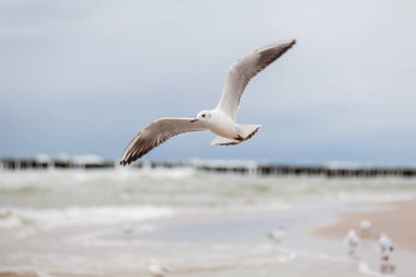 Baltık Denizi 'ndeki doğal ortamda güzel bir martı.