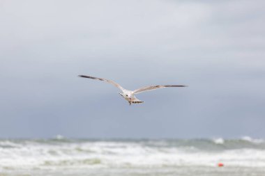 Baltık Denizi 'ndeki doğal ortamda güzel bir martı.