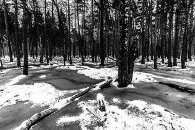 Korkunç kış ormanının güzel manzarası..