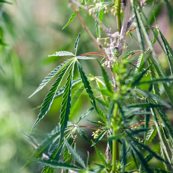 Marijuana Natural Environment Mountain Slope — Stock Photo, Image