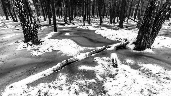 Frumoasă Priveliște Asupra Pădurii Teribile Iarnă — Fotografie, imagine de stoc
