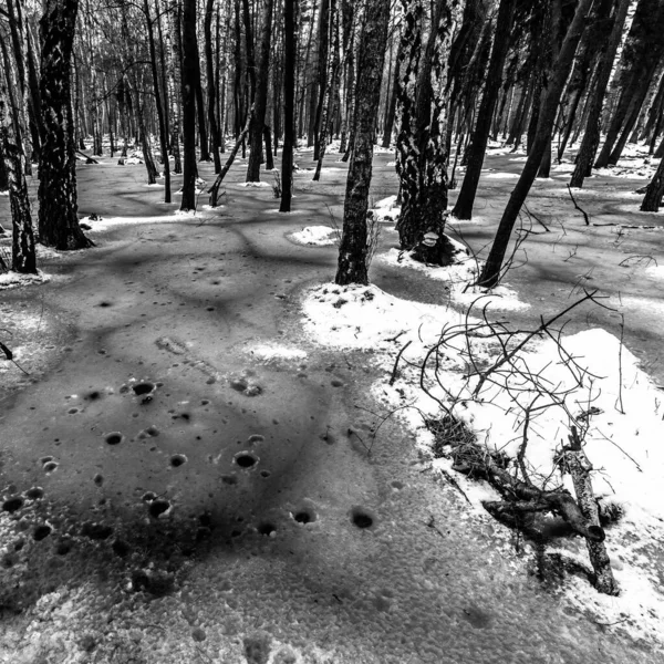 Bela Vista Terrível Floresta Inverno — Fotografia de Stock