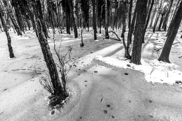 Korkunç Kış Ormanının Güzel Manzarası — Stok fotoğraf