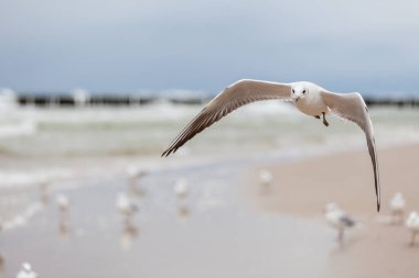 Baltık Denizi 'ndeki doğal ortamda güzel bir martı.