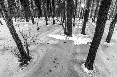 Korkunç kış ormanının güzel manzarası..