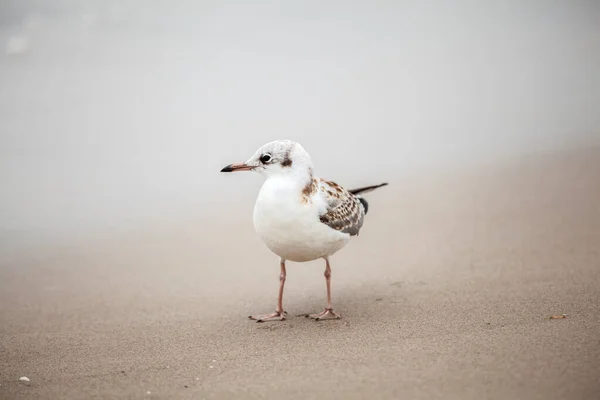 Vackra Fiskmåsar Den Naturliga Miljön Vid Östersjön — Stockfoto