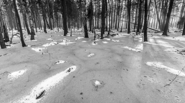 Korkunç Kış Ormanının Güzel Manzarası — Stok fotoğraf