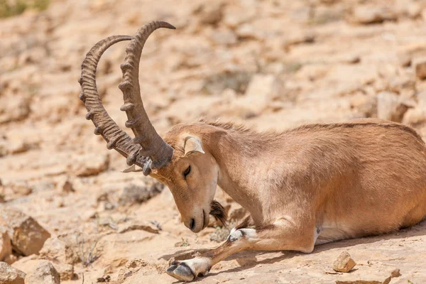 Vista Cabra Núbia Ibex — Fotografia de Stock