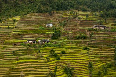 Shivalaya köyü etrafındaki pirinç tarlaları Ekim 2013 'te Shivalaya' da.