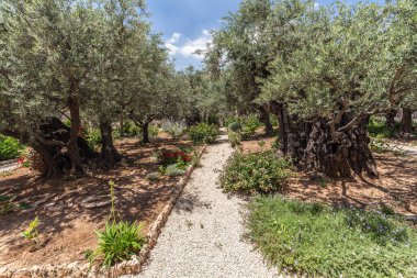 JERUSALEM, ISRAEL - CIRCA MAYIS 2018: Gethsemane 'nin görüntüsü Mayıs 2018' de Kudüs 'te.