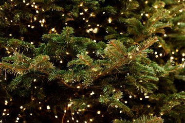 Işıklı Noel ağacı dalları Tatil arkaplanı. 