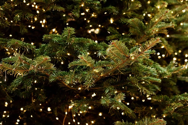 圣诞树分枝 灯饰假日背景 — 图库照片