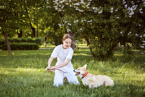 Teenager girl using a stick to play with her Welsh Corgi Pembroke dog on the green lawn outdoors in spring. — Stock Photo, Image