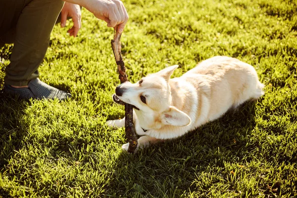 Close up widok corgi pies bawiący się kijem z właścicielem na trawniku zielonej trawy w lecie. — Zdjęcie stockowe
