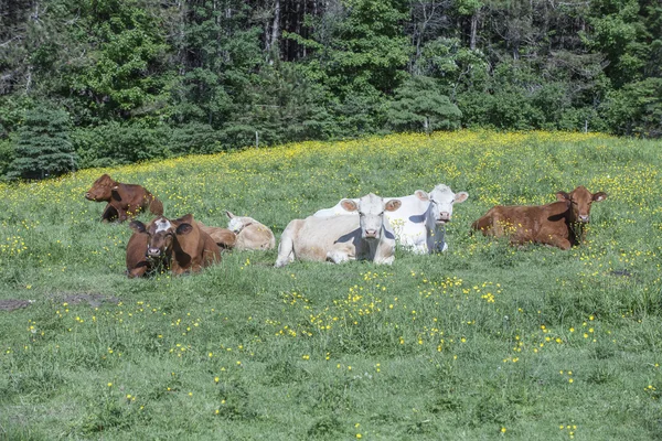 美しい夏の朝に、フィールドで休んで牛 — ストック写真