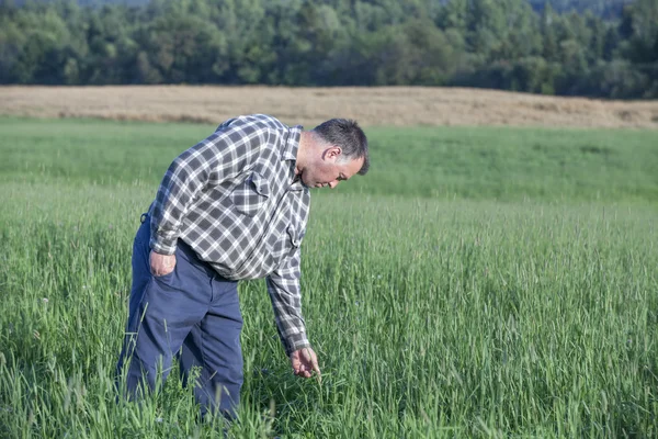 Гордий фермер стоїть на одному зі своїх полів — стокове фото