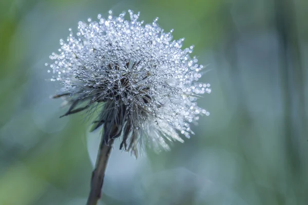 erken dandelion üzerinde çiğ