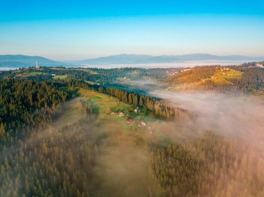 Şafak vakti ince bir sis tabakası tepenin üzerinde yüzer. Firavun ağaçları yamaçta yetişir. Sabah Ukraynalı Karpatlar. Hava aracı görünümü.