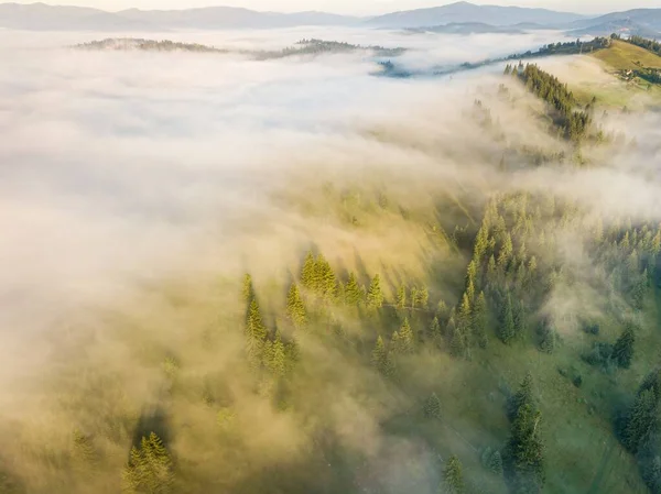 Тонкий Ранковий Туман Охоплює Гори України Зелена Трава Схилах Гір — стокове фото