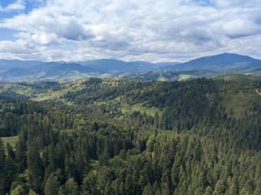 Yazın Ukrayna Karpatları 'nın yeşil dağları. Yamaçlarda kozalaklı ağaçlar. Hava aracı görünümü.