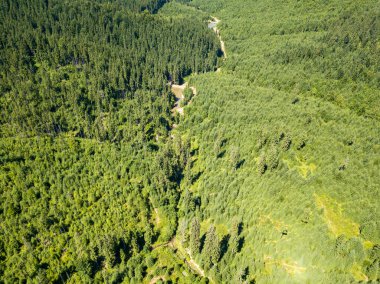 Dağın yamacında kozalaklı ağaçlar. Hava aracı görünümü.