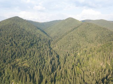 Yazın Ukrayna Karpatları 'nın yeşil dağları. Yamaçlarda kozalaklı ağaçlar. Hava aracı görünümü.