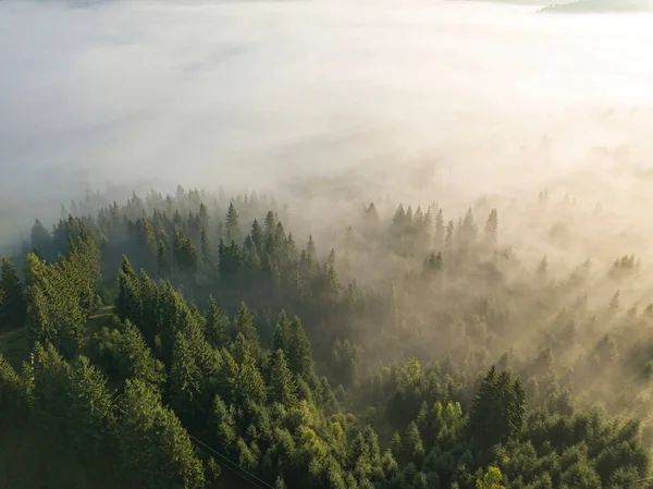 Nebel Hüllt Den Bergwald Ein Die Strahlen Der Aufgehenden Sonne Stockbild