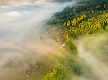 Sis dağ ormanını kaplıyor. Güneşin yükselen ışınları sisi delip geçer. Hava aracı görünümü.