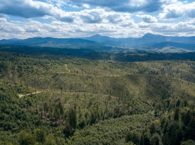 Yazın Ukrayna Karpatları 'nın yeşil dağları. Yamaçlarda kozalaklı ağaçlar. Hava aracı görünümü.