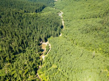 Dağın yamacında kozalaklı ağaçlar. Hava aracı görünümü.