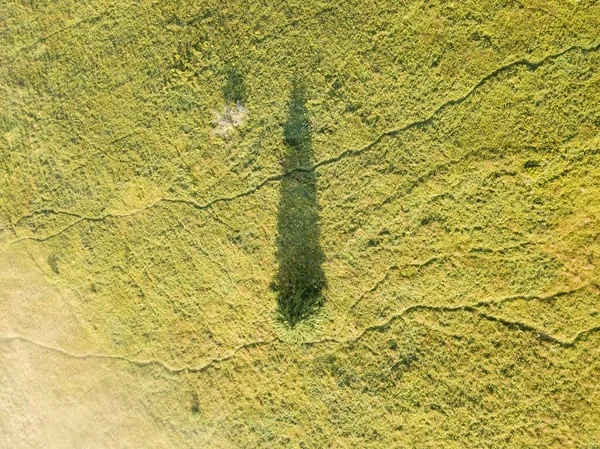 Alberi Conifere Sul Pendio Della Montagna Vista Aerea Drone — Foto Stock