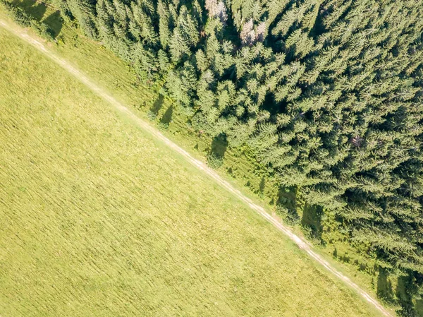 Tűlevelű Fák Hegy Lejtőjén Légi Drónra Néző — Stock Fotó